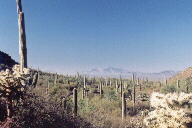 Saguaro National Park photo