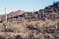 Saguaro National Park photo