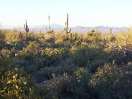 Saguaro National Park photo