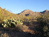 Saguaro National Park photo