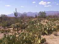 Saguaro National Park Rincon thumbnail