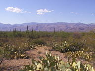 Saguaro National Park Rincon thumbnail