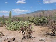 Saguaro National Park Rincon thumbnail