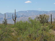 Saguaro National Park Rincon thumbnail