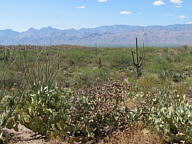 Saguaro National Park Rincon thumbnail