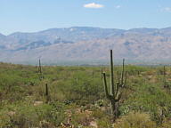 Saguaro National Park Rincon thumbnail