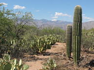 Saguaro National Park Rincon thumbnail