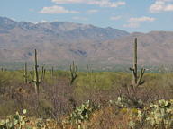Saguaro National Park Rincon thumbnail