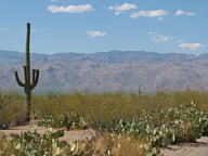 Saguaro National Park Rincon thumbnail