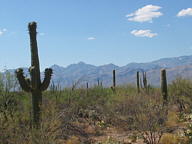 Saguaro National Park Rincon thumbnail