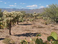 Saguaro National Park Rincon thumbnail