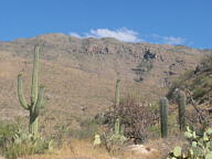 Saguaro National Park Rincon thumbnail