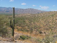Saguaro National Park Rincon thumbnail