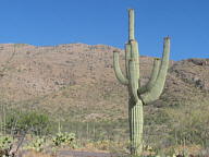 Saguaro National Park Rincon thumbnail