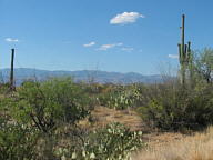 Saguaro National Park Rincon thumbnail
