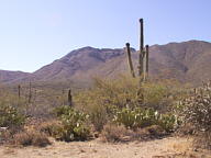 Saguaro National Park Tucson Mountain thumbnail