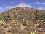 Saguaro National Park Tucson Mountain thumbnail