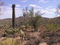 Saguaro National Park Tucson Mountain thumbnail