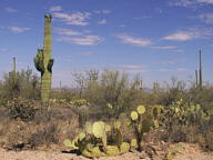 Saguaro National Park Tucson Mountain thumbnail