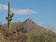 Saguaro National Park Tucson Mountain thumbnail