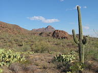 Saguaro National Park Tucson Mountain thumbnail