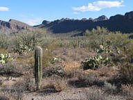 Saguaro National Park Tucson Mountain thumbnail