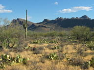 Saguaro National Park Tucson Mountain thumbnail
