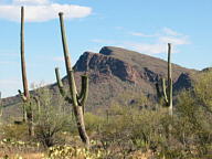 Saguaro National Park Tucson Mountain thumbnail