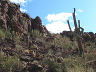 Saguaro National Park Tucson Mountain thumbnail