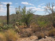Saguaro National Park Tucson Mountain thumbnail