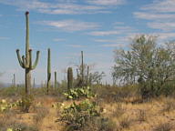 Saguaro National Park Tucson Mountain thumbnail