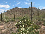 Saguaro National Park Tucson Mountain thumbnail