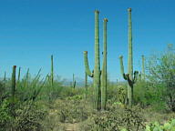 Saguaro National Park Tucson Mountain thumbnail