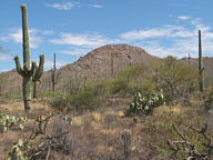 Saguaro National Park Tucson Mountain thumbnail