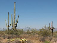 Canyonlands National Park thumbnail