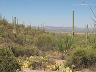 Canyonlands National Park thumbnail