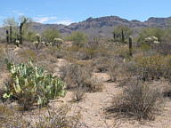 Canyonlands National Park thumbnail