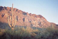 Saguaro photograph from Tucson Mountain Park