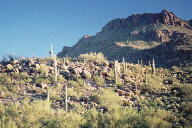 Saguaro photograph from Tucson Mountain Park