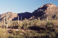 Saguaro photograph from Tucson Mountain Park