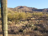 Saguaro photograph from Tucson Mountain Park