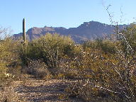 Saguaro photograph from Tucson Mountain Park