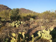 Saguaro photograph from Tucson Mountain Park