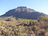 Saguaro photograph from Tucson Mountain Park