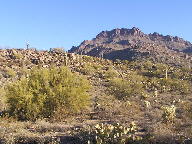 Saguaro photograph from Tucson Mountain Park