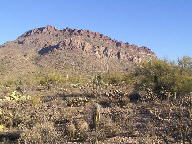 Saguaro photograph from Tucson Mountain Park