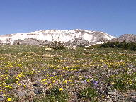 Wild Flowers Thumbnail