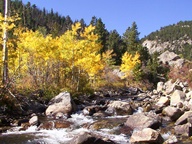 Aspen Trees in Autumn photo thumbnail