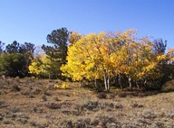 Aspen Trees in Autumn photo thumbnail
