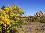 Aspen Trees in Autumn photo thumbnail